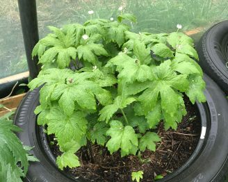 Goldenseal with Echinacea